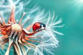 Zoology Practice Advance