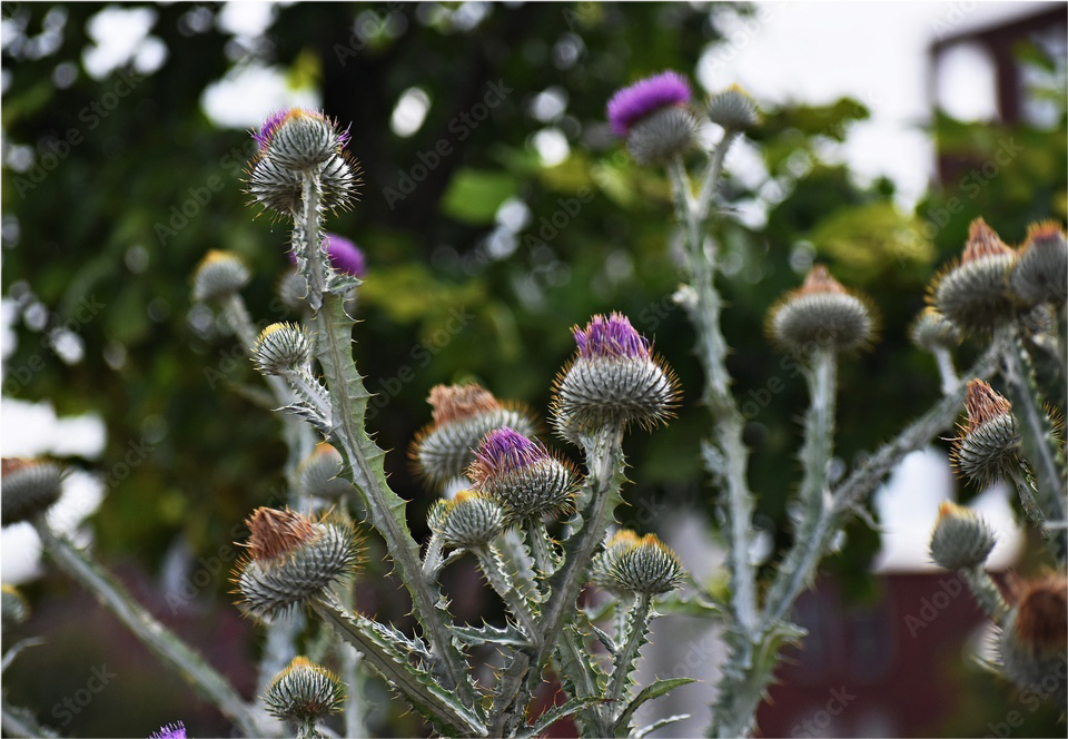 Gymnosperms and Angiosperms 11 And 12 Standard